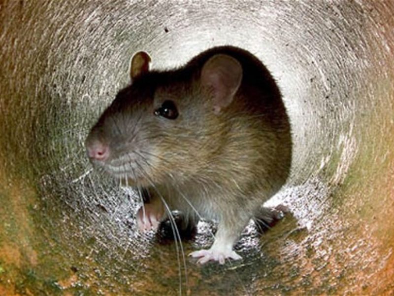 Rat In a Sewer