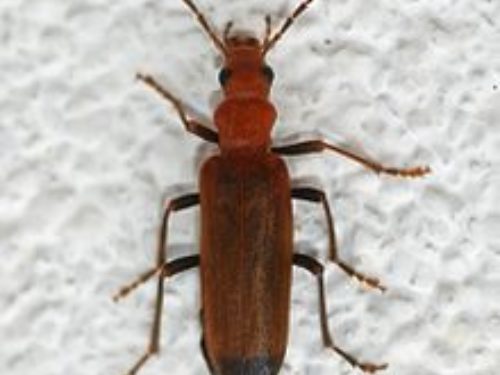 Wood Damaging insects - Borer, Termites, Carpenter Ants