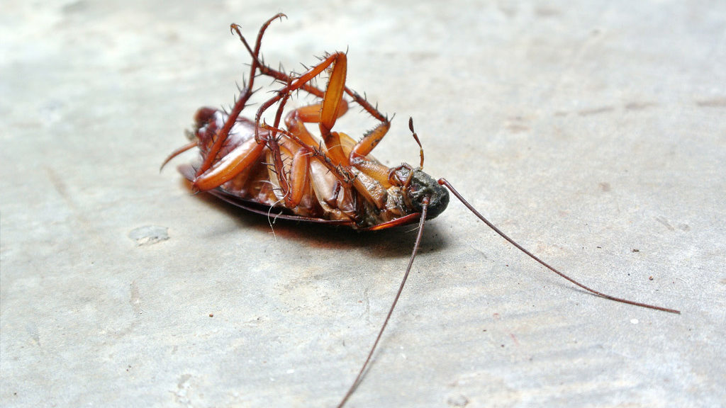 BugZero Cockroach