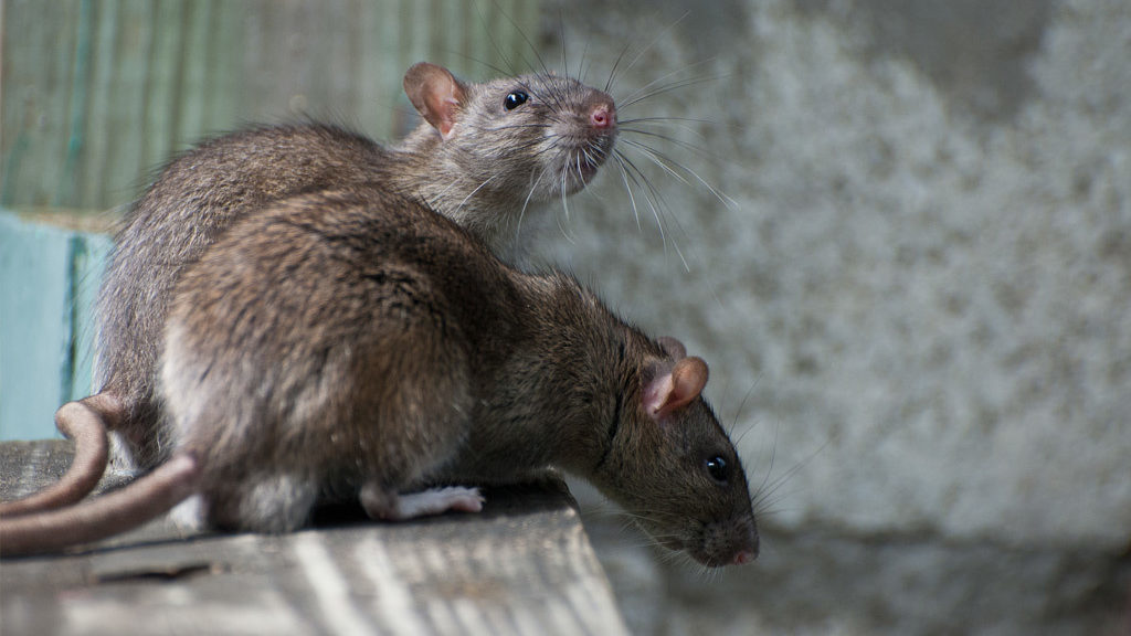 BugZero Rats